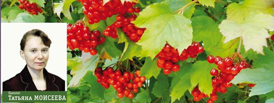 Калиновый лекарь