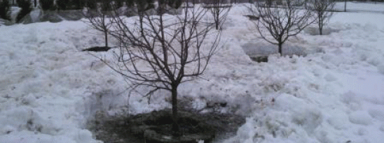 <P>Зимняя пересадка</P>