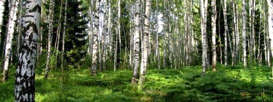 Куточак сэрцу майму мілы