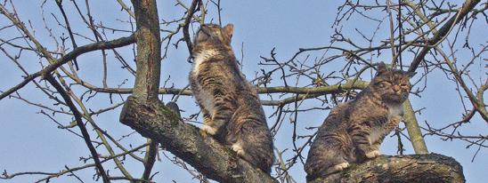 Весна... Коты прилетели
