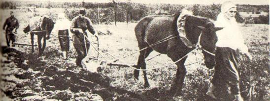 Посевная 44-го: всходы на освобожденной земле