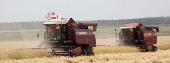 Колосья нашей нивы