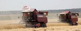 Колосья нашей нивы